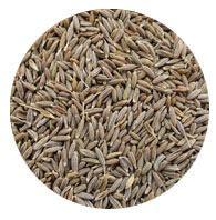 Cumin Seeds - Jeera